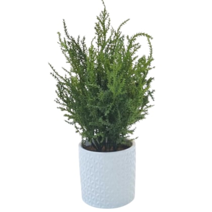 image_0c84e465-1608-493e-9bb2-6ad5acc37d82