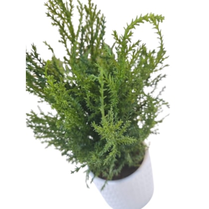 image_3eccfb4e-2332-48d5-91f1-4cae61fbefad